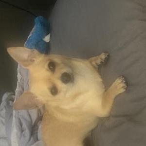 Lost 1 MogeyMoe (Oregon)