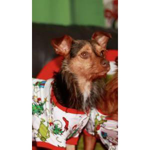 Image of Canelo, Lost Dog