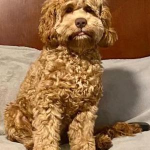 Image of Kobe, Lost Dog