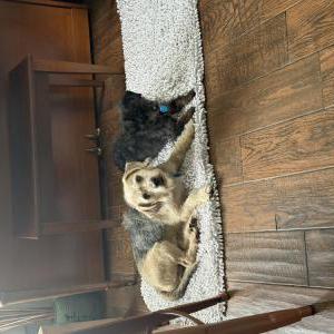 Lost Dog Solomon