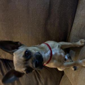 Image of Unknown, Found Dog