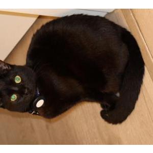 Image of Jinxy, Lost Cat
