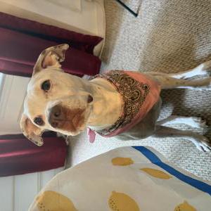 Image of Winnie, Lost Dog