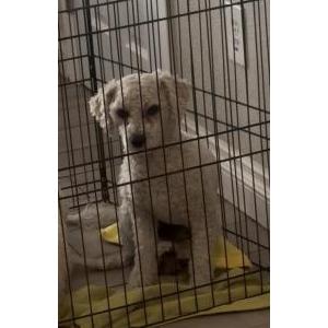 Image of Zeus, Lost Dog
