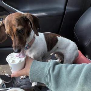 Image of Oakley, Lost Dog