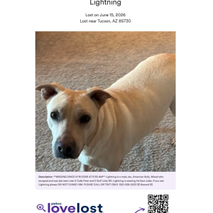 Image of Lightning, Lost Dog
