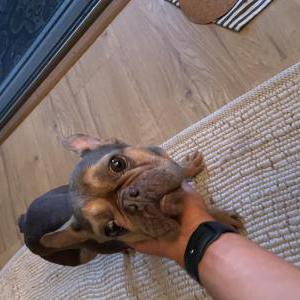 Image of Unknown, Found Dog
