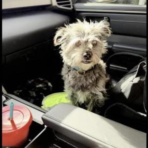 Image of Wally, Lost Dog