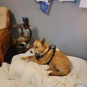 Image of Little Bit, Lost Dog