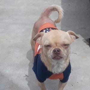 Image of Bigzy, Lost Dog