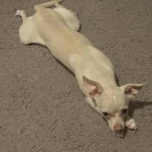 Image of Blanquita, Lost Dog