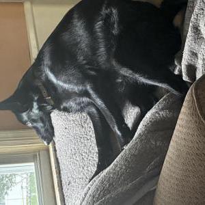 Lost 1 Sasha (Delaware)