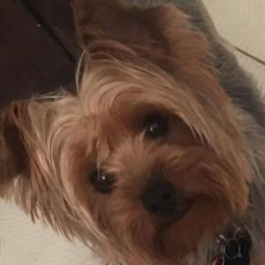 Image of Sophie, Lost Dog