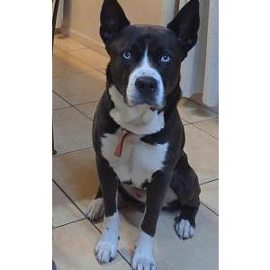 Image of Broski, Lost Dog