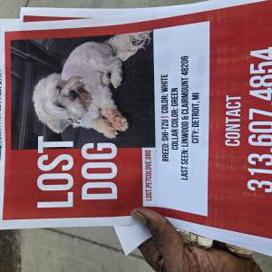Image of Bella, Lost Dog