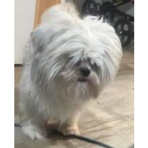 Image of Max, Lost Dog
