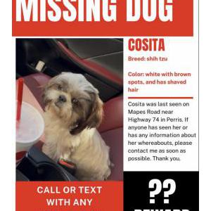 Image of Cosita, Lost Dog