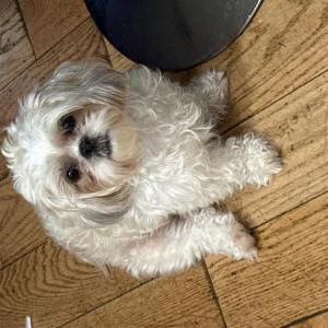 Image of Kiara, Lost Dog
