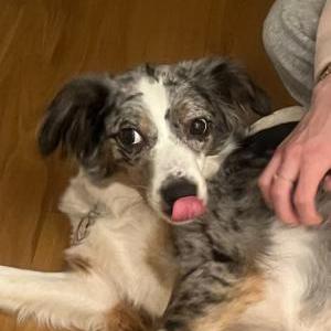 Image of Princess, Lost Dog