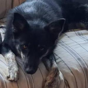 Lost 1 Deedee (CA)