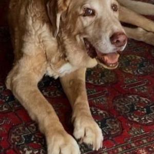 Image of Ozzy, Lost Dog