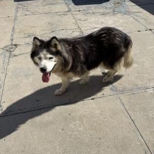 Image of ?, Found Dog