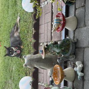 Image of Lala, Lost Dog