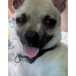 Image of unknown, Found Dog