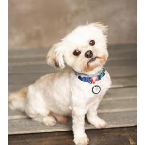 Lost 1 Diego (California)