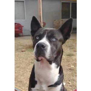 Image of Broski, Lost Dog