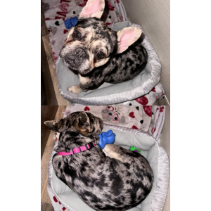 Image of Dolce, Lost Dog