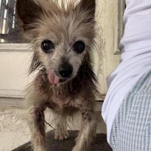 Image of Princesss, Lost Dog