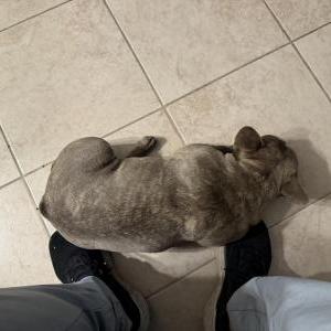 Image of Unknown, Found Dog