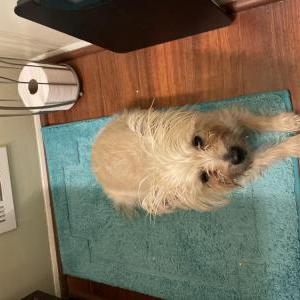 Image of Shelby, Lost Dog