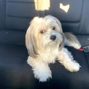 Image of Jaxson, Lost Dog