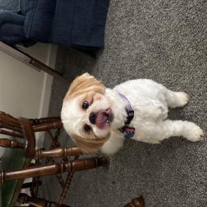 Image of Kelcee, Lost Dog