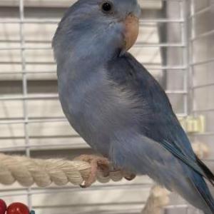 Image of Sky, Lost Bird