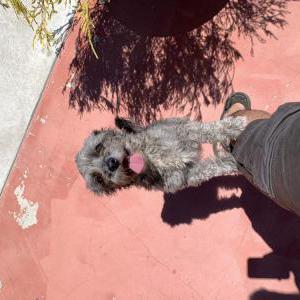 Image of Unknown, Found Dog