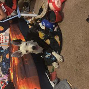 Image of Stray puppy, Found Dog