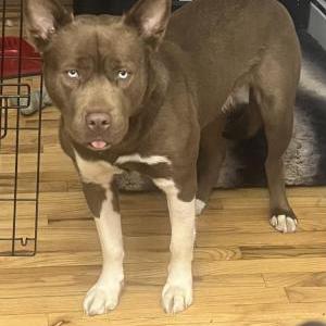 Image of Koba, Lost Dog