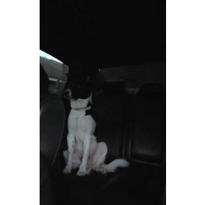 Image of unknown, Found Dog