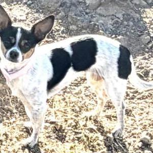Lost Dog Fancy