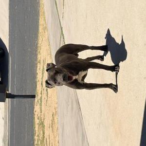 Image of Unknown, Found Dog