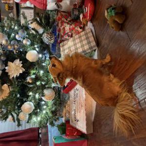 Image of Polo, Lost Dog
