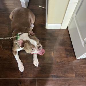 Image of Unknown, Found Dog