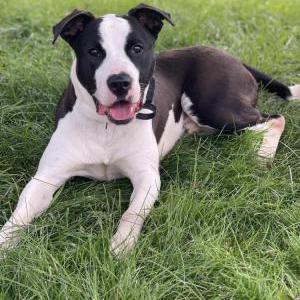 Image of Lukas, Lost Dog