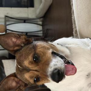Image of Unknown, Found Dog