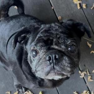 Image of Unknown, Found Dog