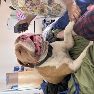 Image of Unknown, Found Dog