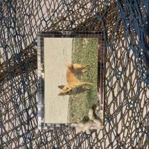 Image of Gino, Lost Dog